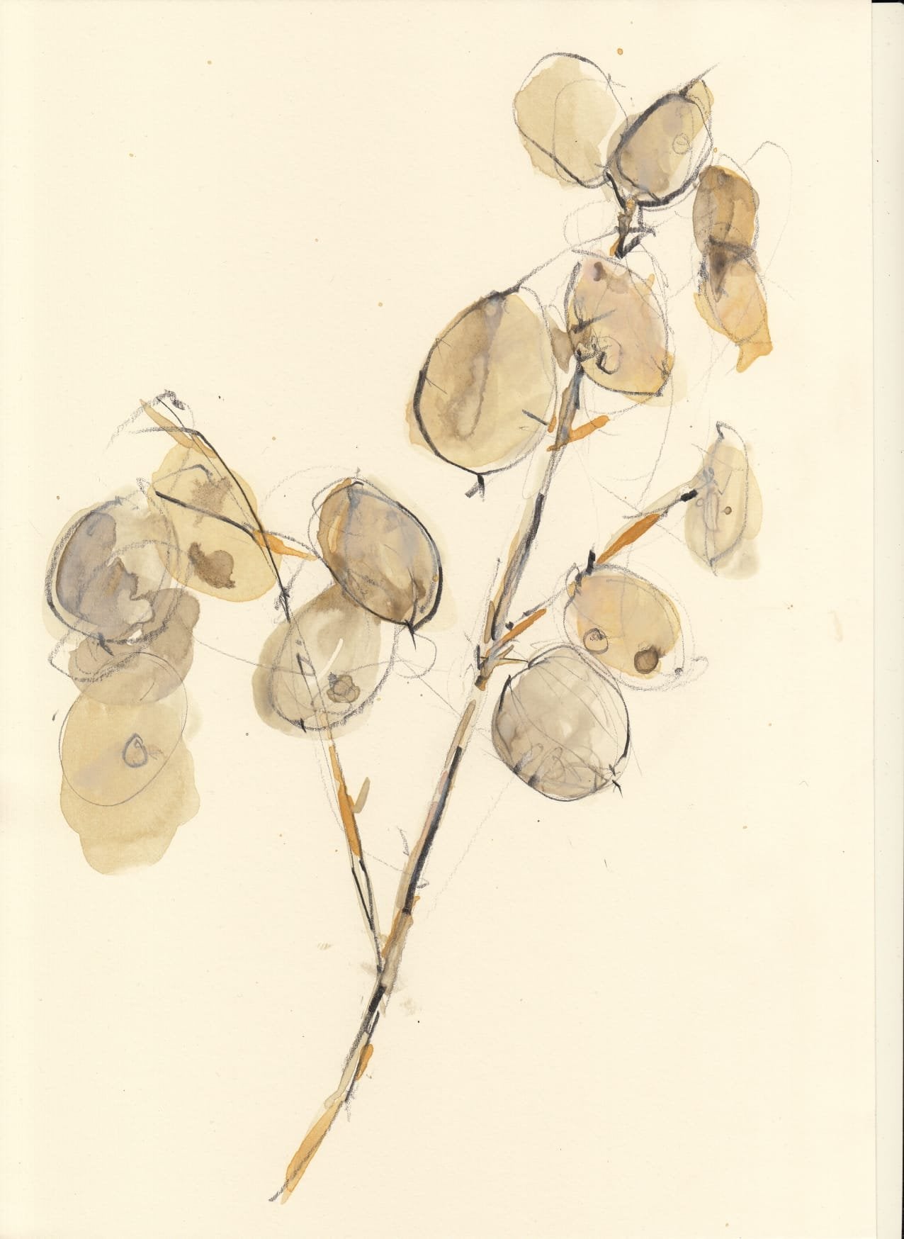 Water colour and pencil with Claudia Lowry, 16th Jan 2024