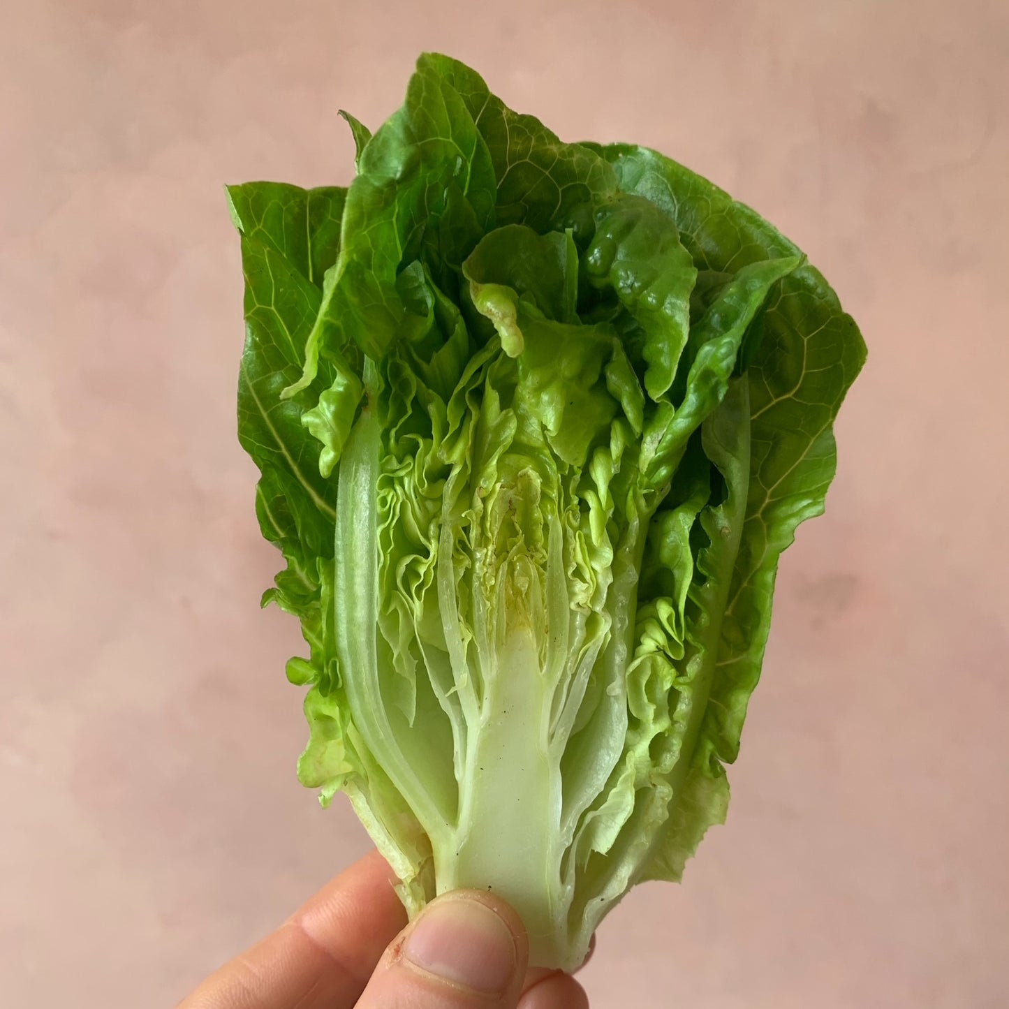 Join two live classes per month