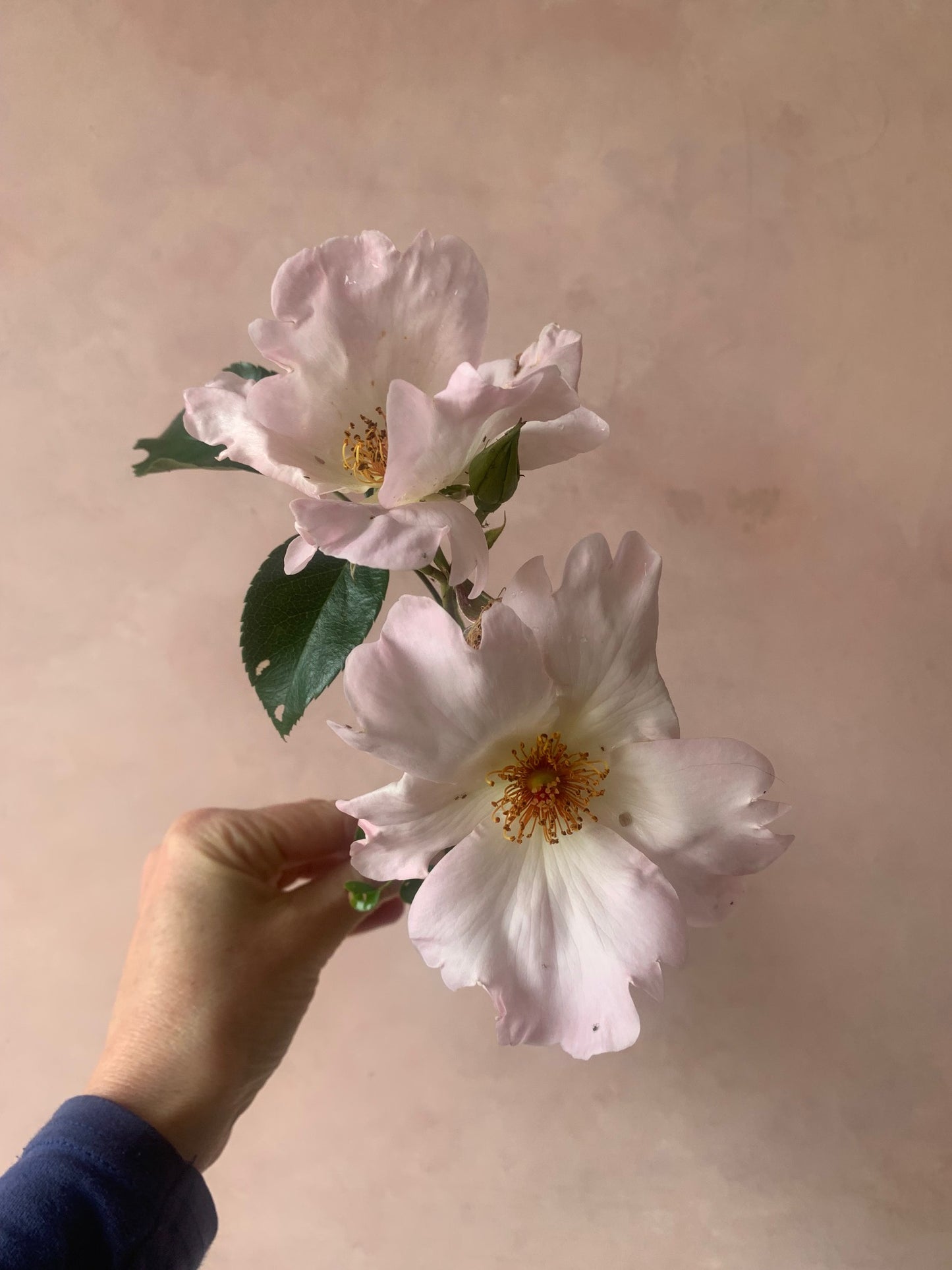 Unlimited studio subscription - Unlock the full STILL archive of 50+ recorded sessions plus two new recorded classes added per month