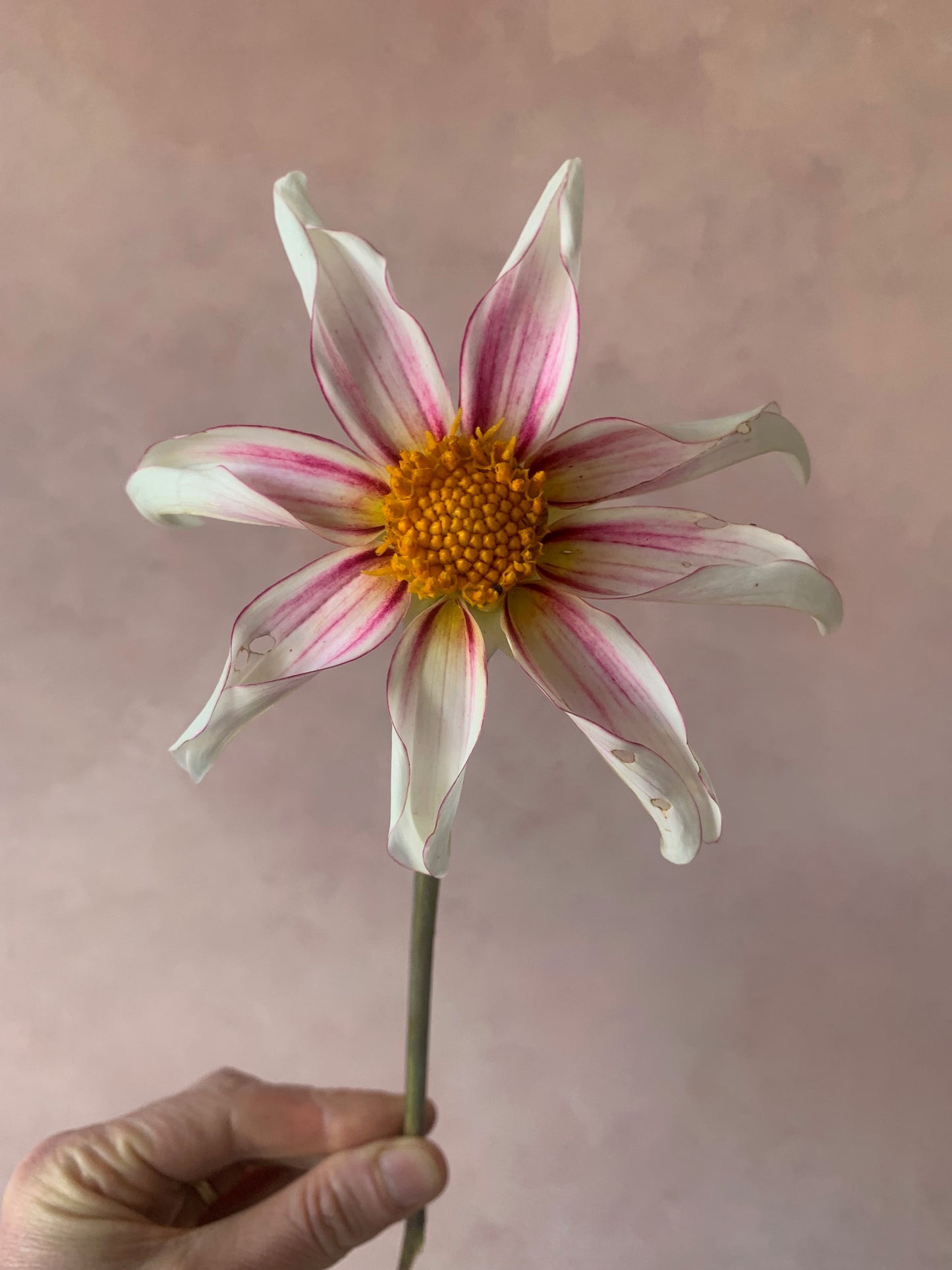 Two on demand classes per month