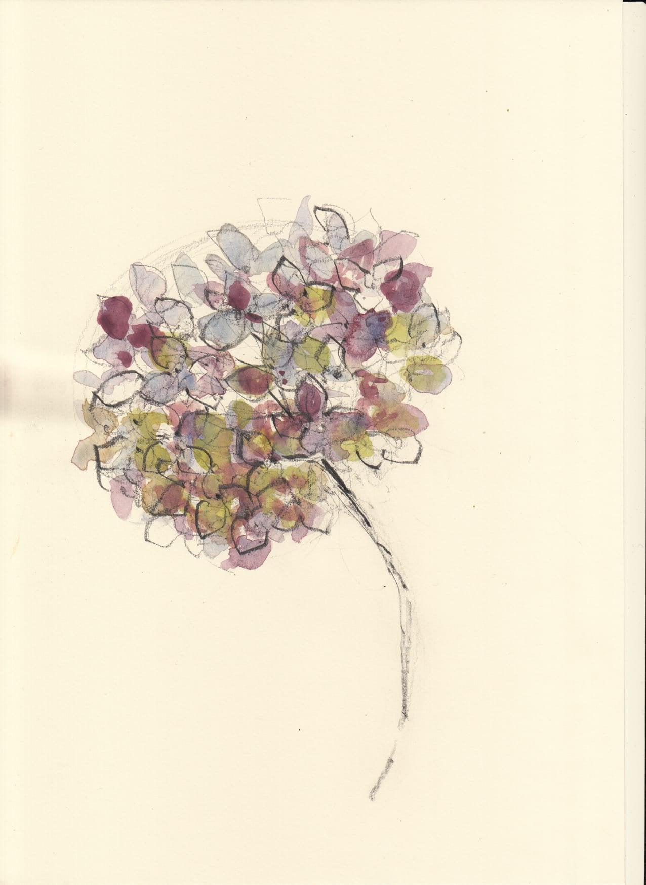 Water colour and pencil with Claudia Lowry, 16th Jan 2024