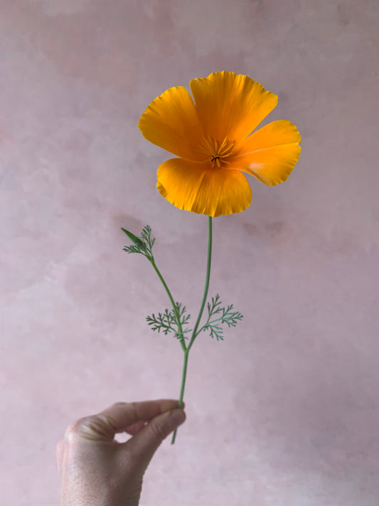 Join one live online class and get access to one on demand class per month