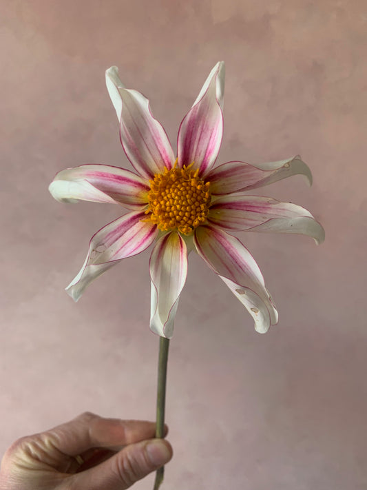 Two on demand classes per month