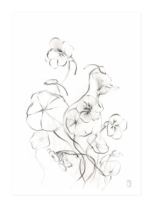 Late summer nasturtiums 2, by Claudia Lowry. A4