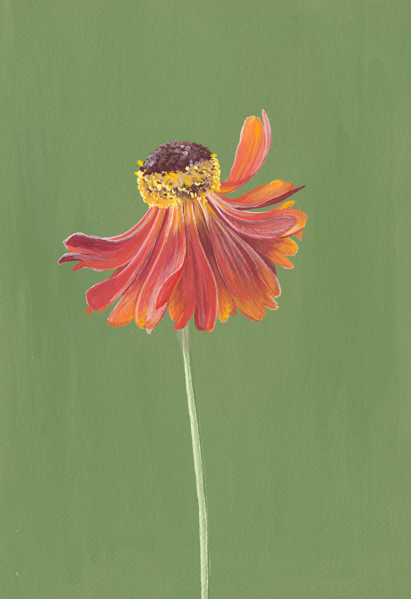 Helenium V111 by Rosanna Morris, A4