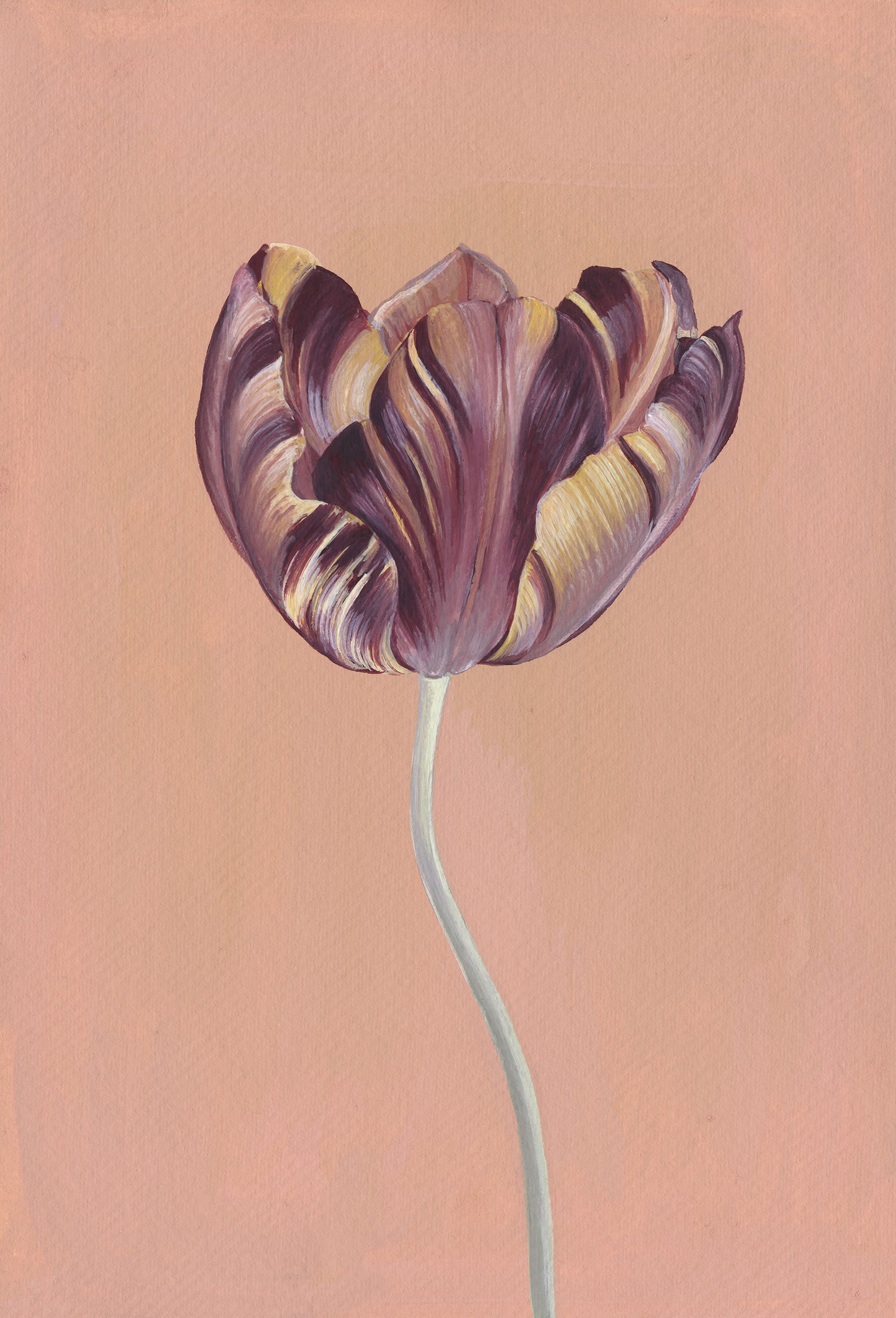 Historic tulip V11 by Rosanna Morris, A4